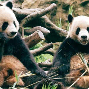 日本ではもう見られない？今こそ上海でパンダに会おう！上海動物園＆上海野生動物園・完全ガイド