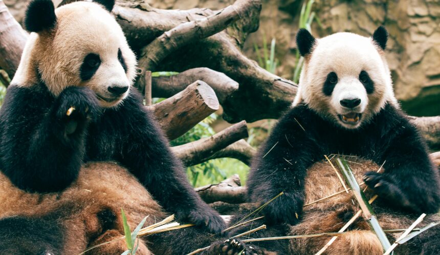 日本ではもう見られない?今こそ上海でパンダに会おう!上海動物園&上海野生動物園・完全ガイド 日本ではもう見られない?今こそ上海でパンダに会おう!上海動物園&上海野生動物園・完全ガイド