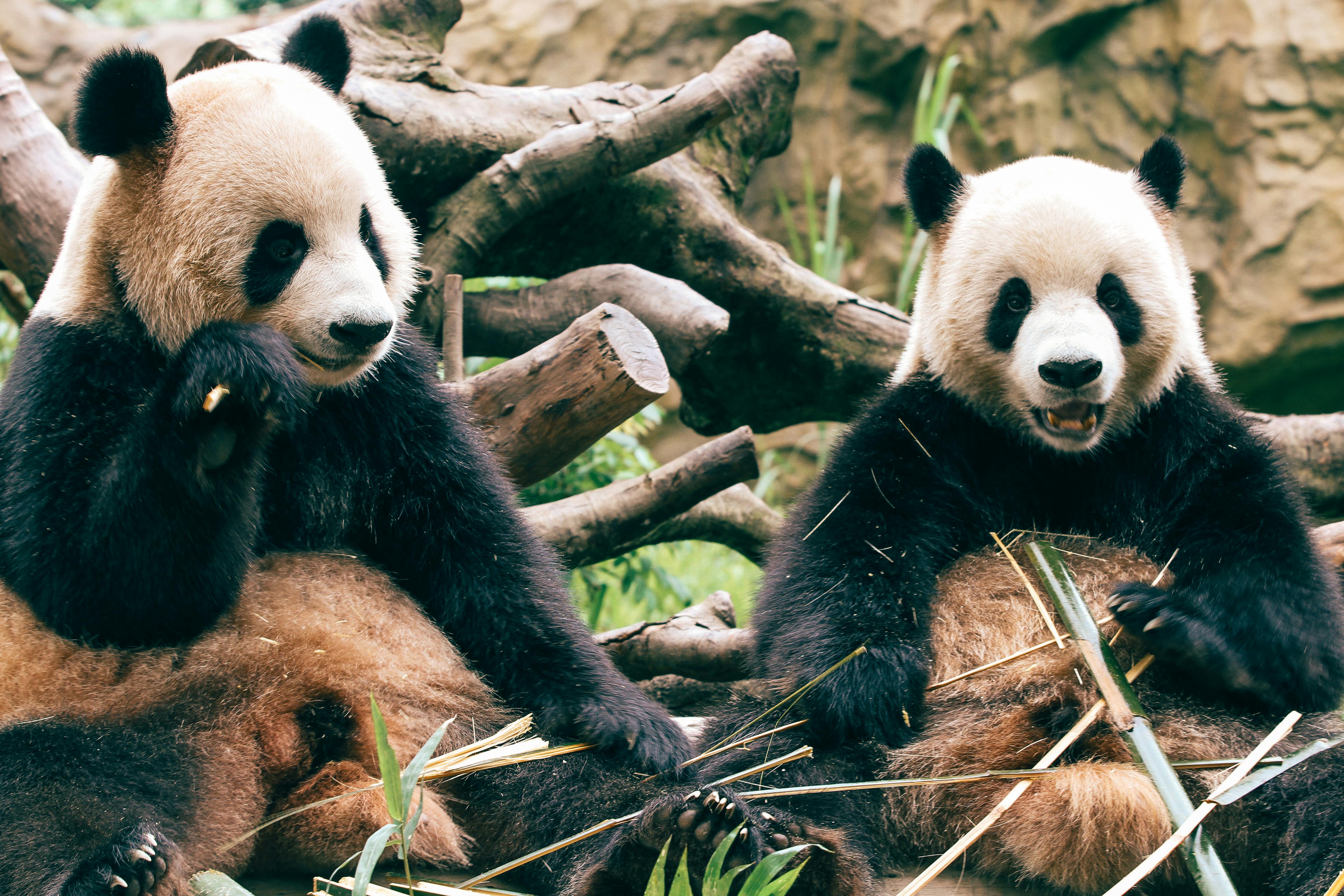 Two giant pandas eating bamboo in a natural setting, showcasing their playful and cute nature.