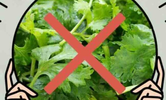 「不要」の使い方｜上海のレストランで一番使う中国語