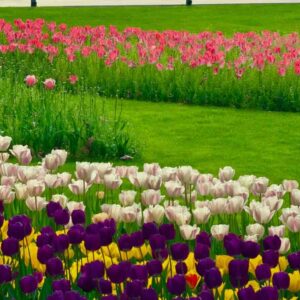 【2026年版】上海・春の花見完全ガイド｜桜・チューリップを楽しむおすすめ公園まとめ