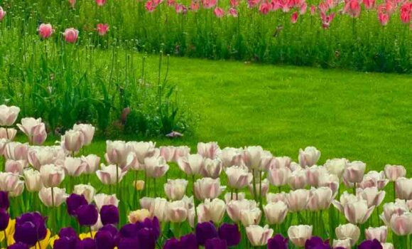 【2026年版】上海・春の花見完全ガイド｜桜・チューリップを楽しむおすすめ公園まとめ