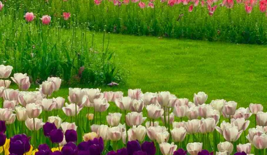 【2026年版】上海・春の花見完全ガイド|桜・チューリップを楽しむおすすめ公園まとめ 【2026年版】上海・春の花見完全ガイド|桜・チューリップを楽しむおすすめ公園まとめ