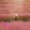 【上海の秋】金木犀・ピンクミューリーを楽しむ！10月に行きたい秋のお散歩スポット5選